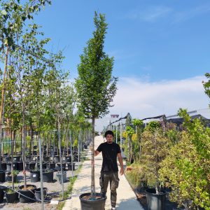 CARPINUS BETULUS FASTIGIATA - Grab Fastigiata (piramidalni)