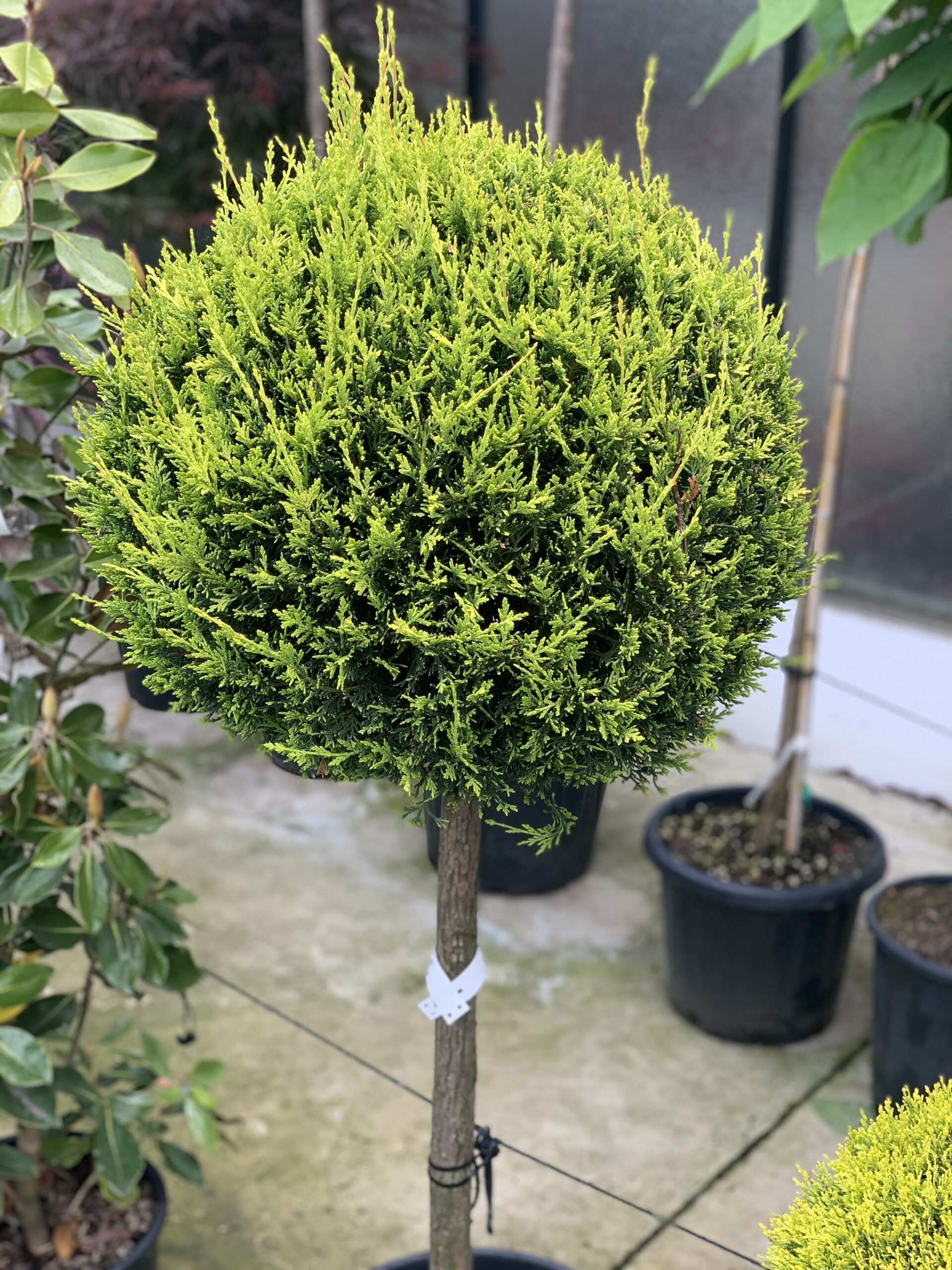 Cupressocyparis leylandii 'Castlewellan Gold - Слика 3
