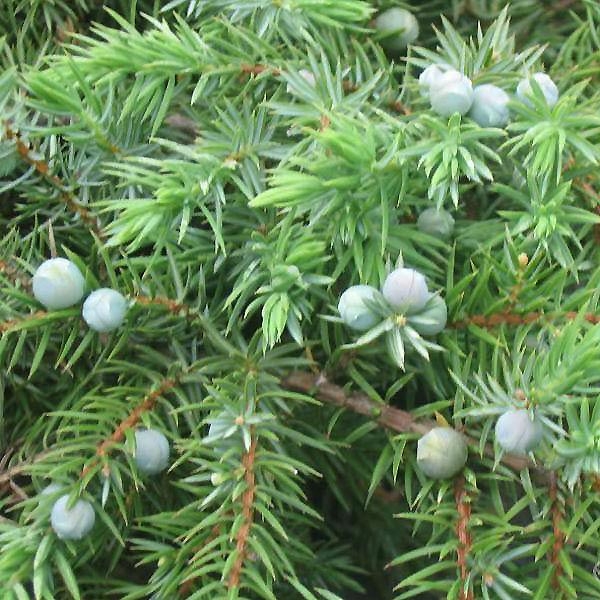 Juniperus conferta 'Schlager' LV 9 Mini Alberetto - Слика 3