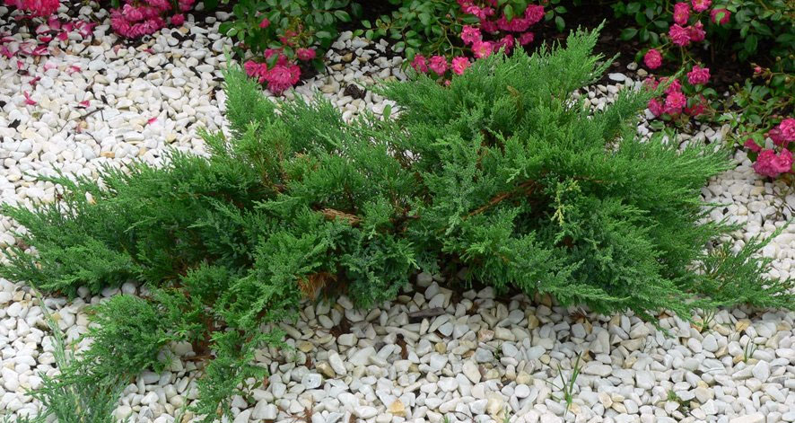 Juniperus horizontalis 'Andorra Compacta' 0.3-0.5 f17 - Слика 2