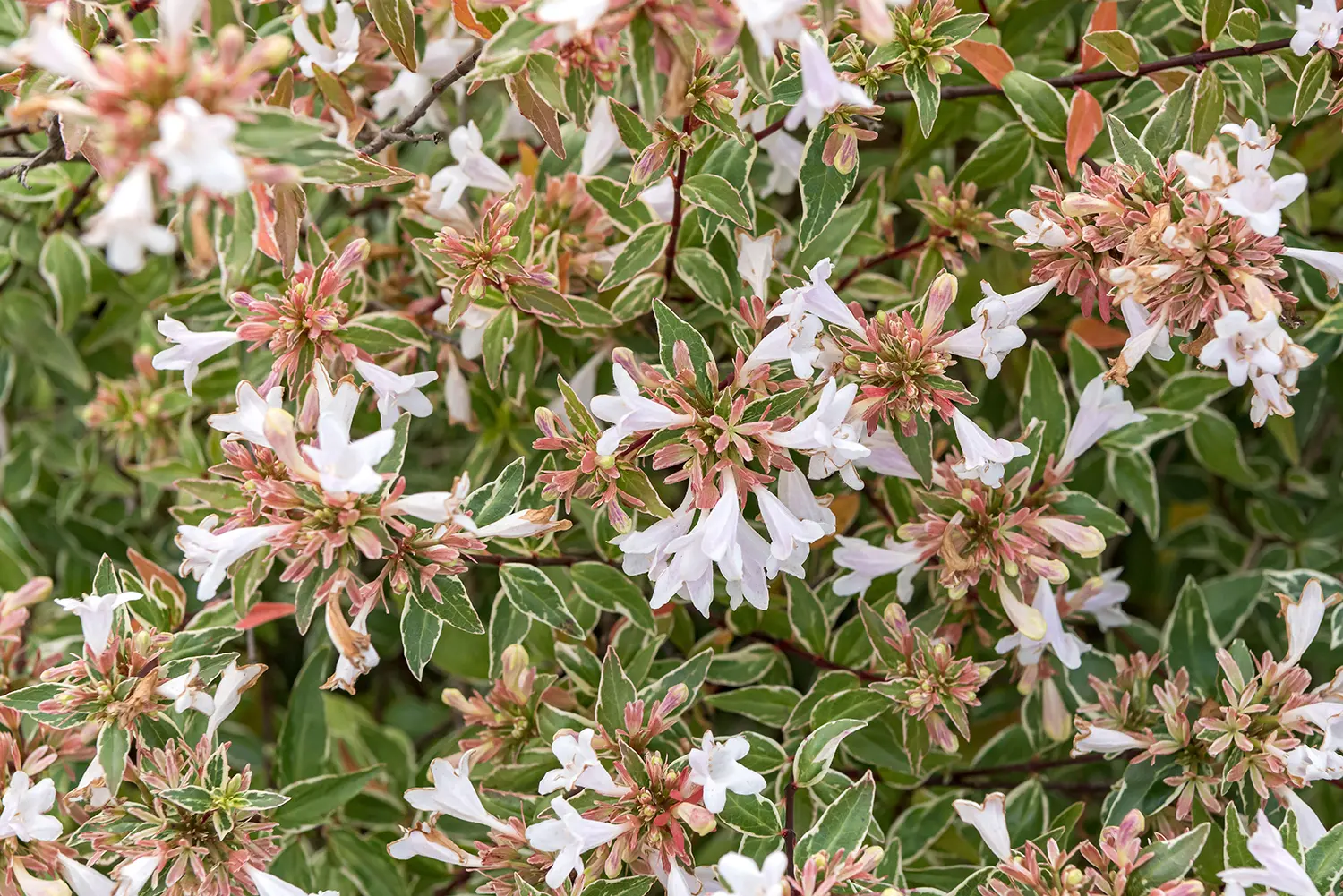 ABELIA GRANDIFLORA LUCKY LOTS (R) CLT. 3 - Abelija grandiflora Lucky Lots - Слика 3