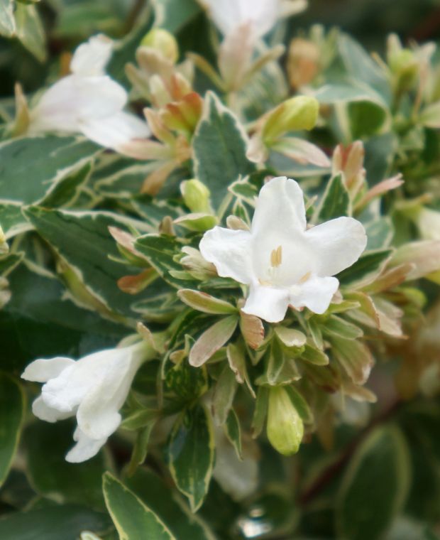 ABELIA GRANDIFLORA LUCKY LOTS (R) CLT. 3 - Abelija grandiflora Lucky Lots - Слика 2