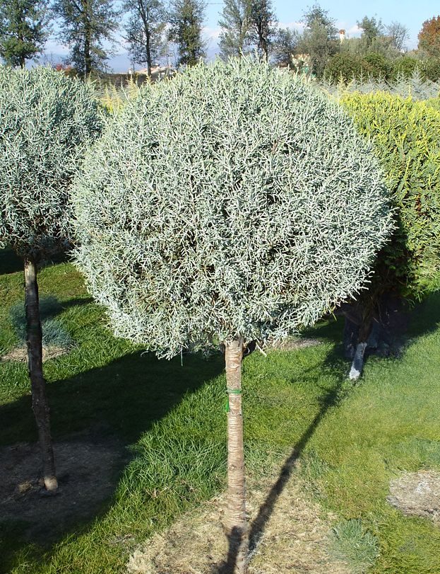 Cupressus arizonica 'Fastigiata' LV 9 Mini Alberetto - Слика 3