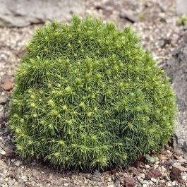 Picea glauca 'Alberta Globe' 0.3-0.5 - Слика 2