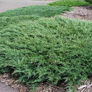 Juniperus horizontalis 'Andorra Compacta' 0.3-0.5 f17 - Слика 3