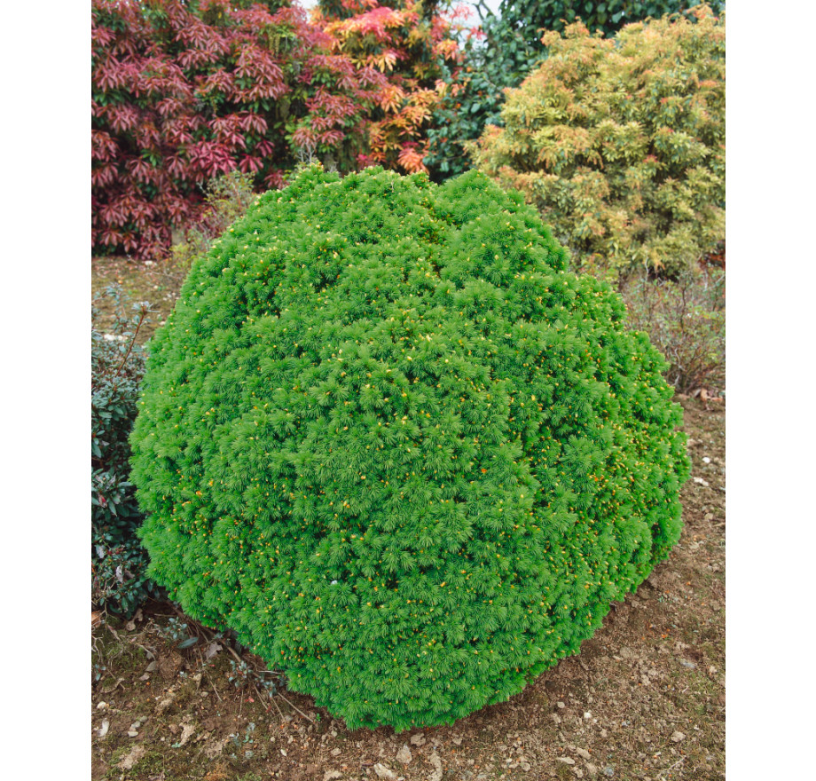 Picea glauca 'Alberta Globe' 0.3-0.5 - Слика 3