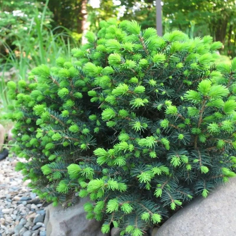 Picea omorika 'Karel' 0.2-0.4 17 - Слика 2