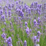 Začinsko i aromatično bilje