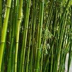 Bambusi