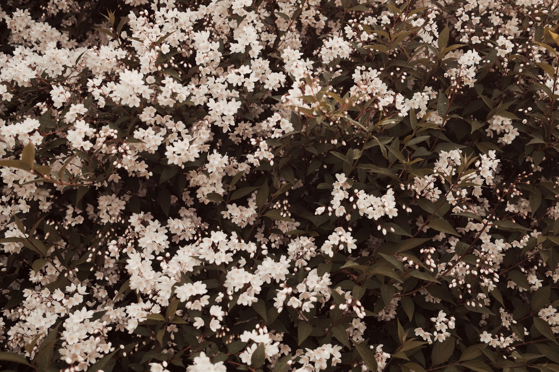 Detailed photograph of a dense bush filled with white blossoms, perfect for nature themes.