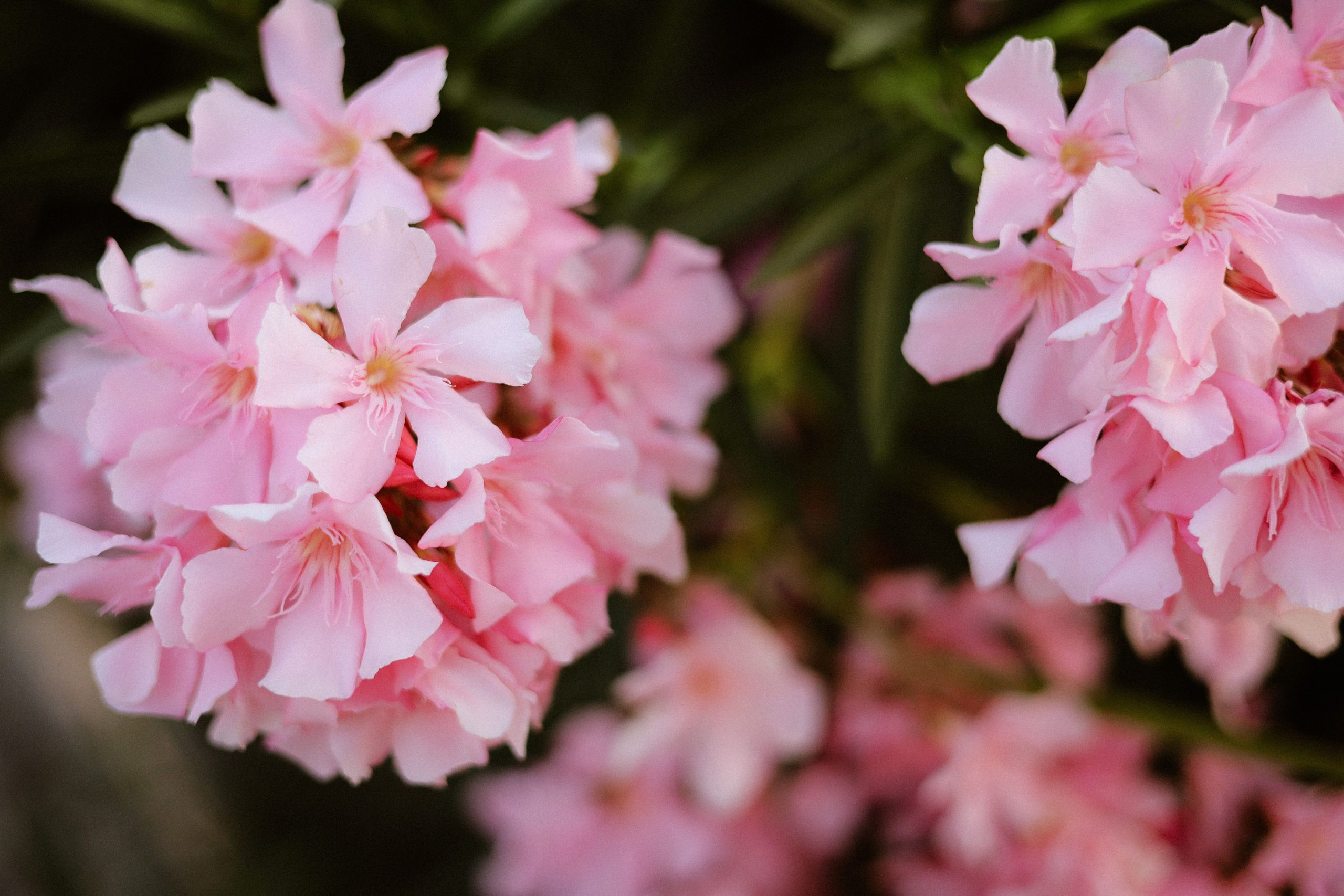 Detailed image of pink oleander flowers (Nerium oleander) showcasing their vibrant beauty.