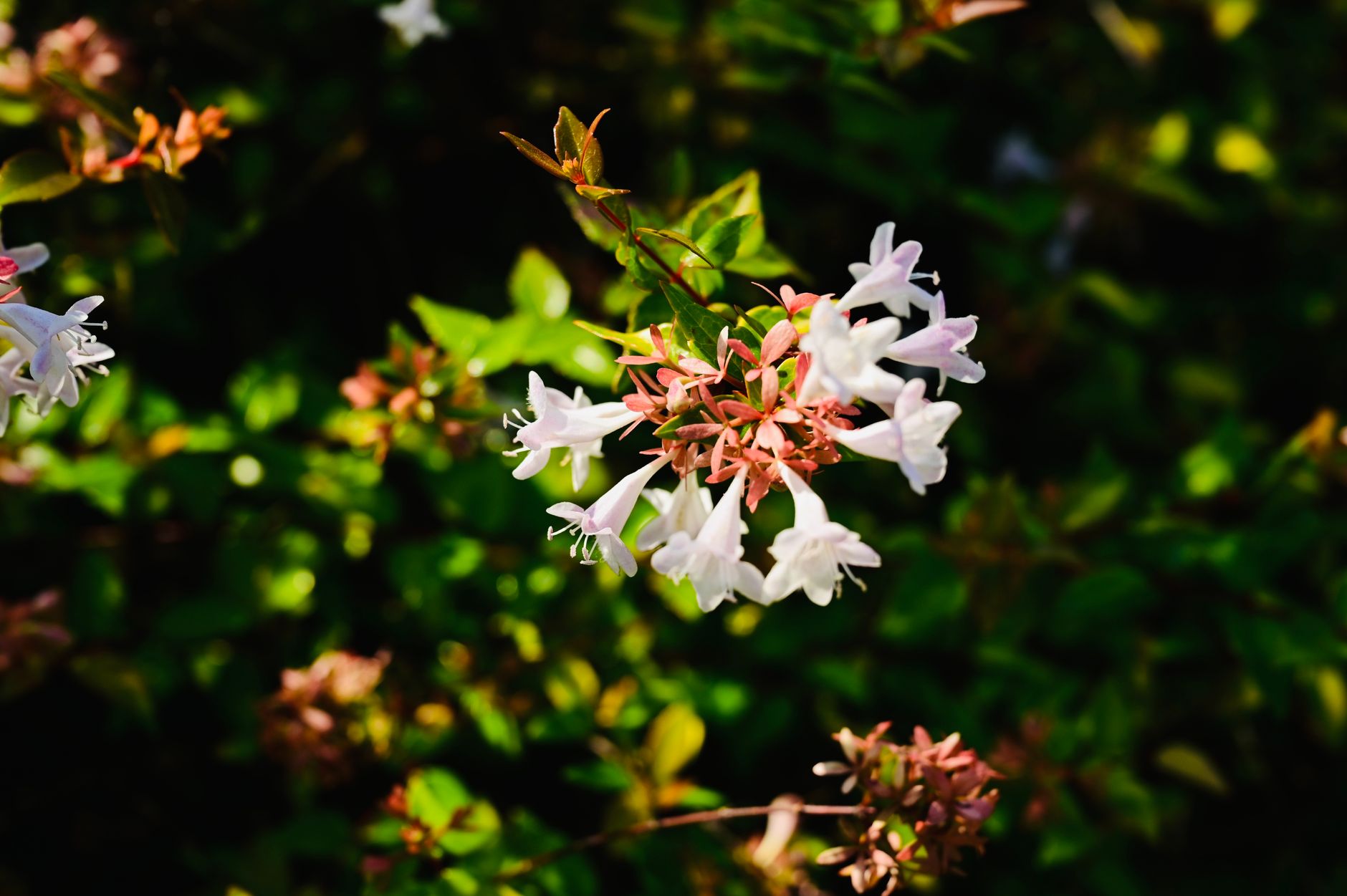 White abelia flowers with vibrant green leaves, captured in natural sunlight.