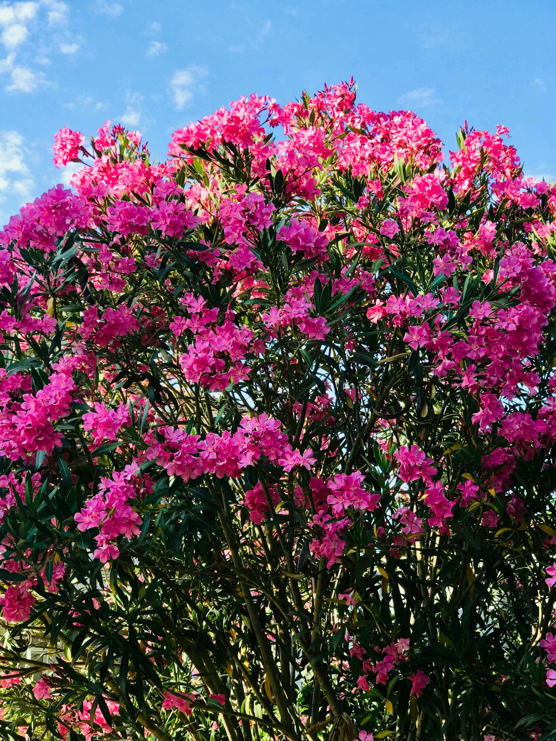 Beautiful pink oleander flowers against a clear blue sky.