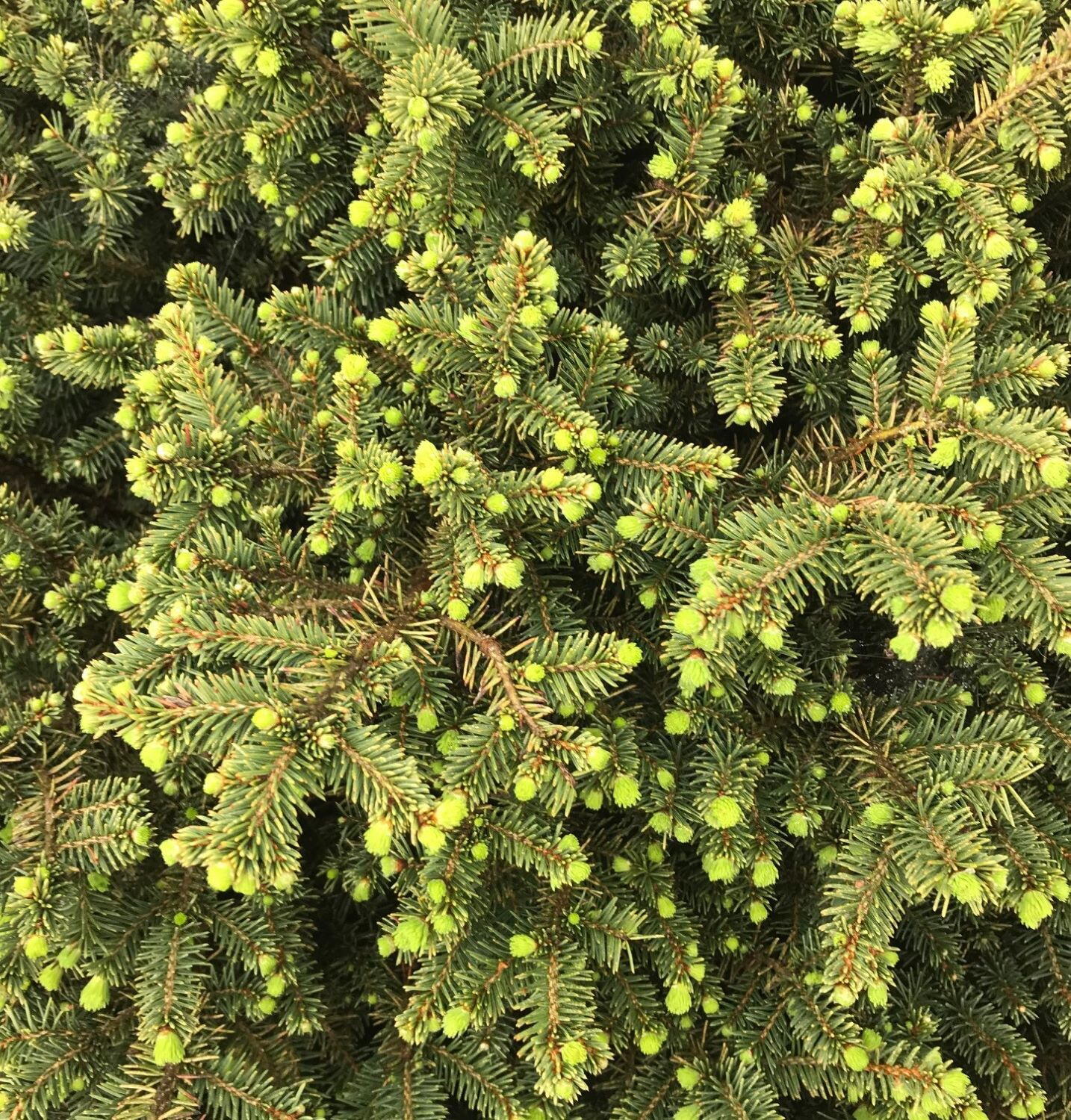 Picea omorika 'Karel' 0.2-0.4 17 - Слика 3