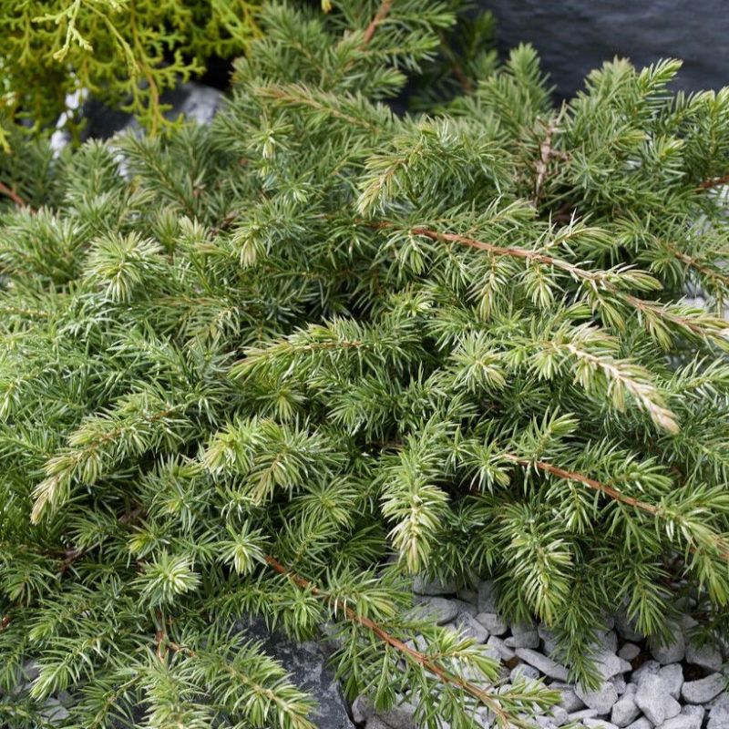 Juniperus conferta 'Schlager' LV 9 Mini Alberetto - Слика 2