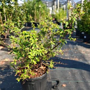 PYRACANTHA NAVAHO - Pirakanta Navaho (vatreni trn)
