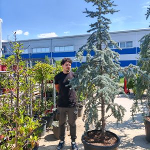 CEDRUS ATLANTICA GLAUCA - Kedar atlaski plavi (Glauca)
