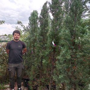 CUPRESSUS ARIZ. FASTIGIATA - Arizonski čempres Fastigiata
