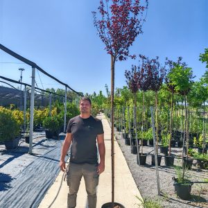 PRUNUS CERASIFERA PISSARDI - Crvenolisna šljiva Pissardii