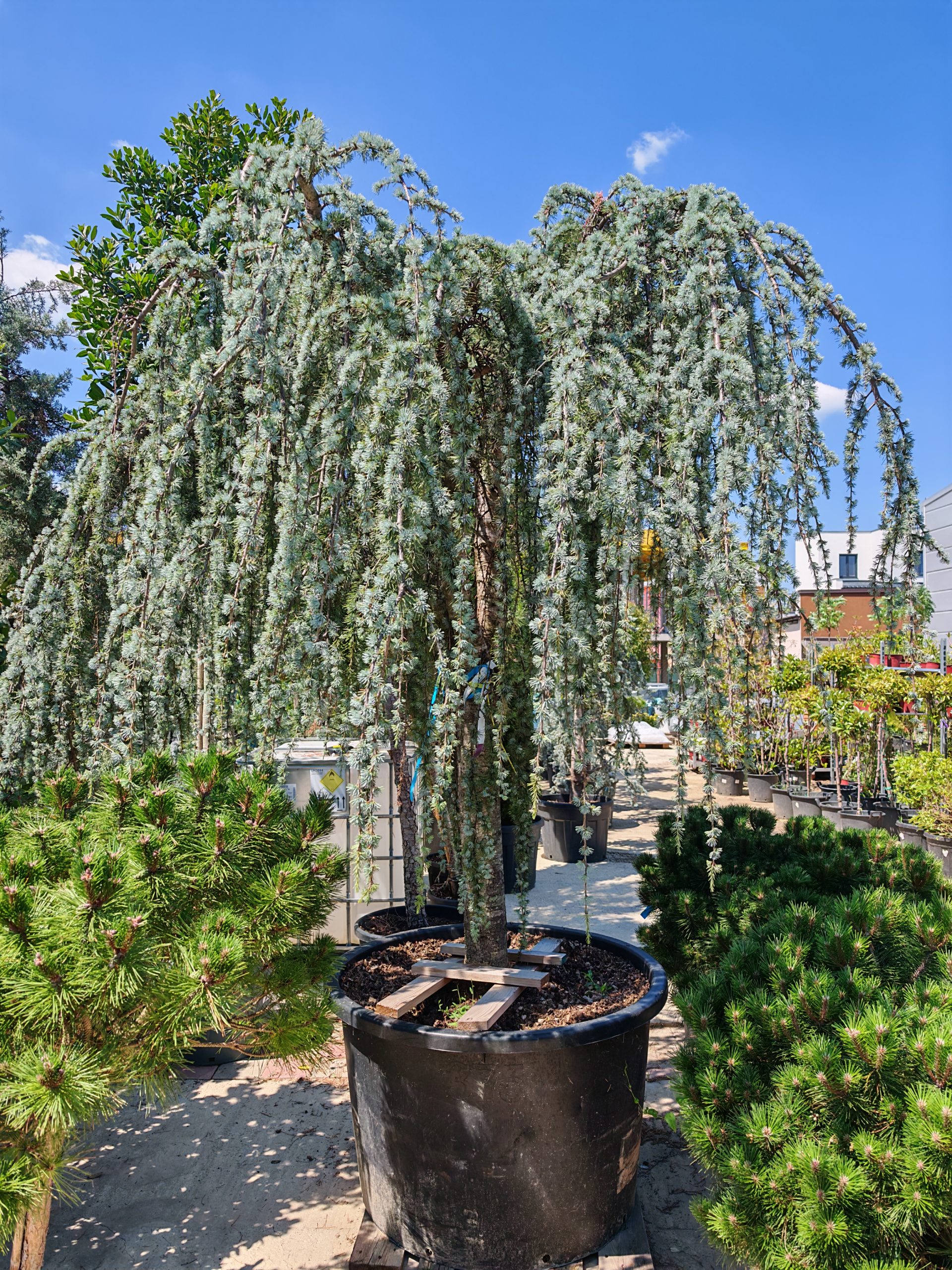 CEDRUS ATLANTICA GLAUCA PENDULA CLT. 290 FONTANA SU M/F - Kedar atlaski plavi Pendula - Слика 2