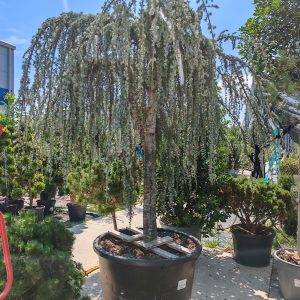 CEDRUS ATLANTICA GLAUCA PENDULA CLT. 290 FONTANA SU M/F - Kedar atlaski plavi Pendula