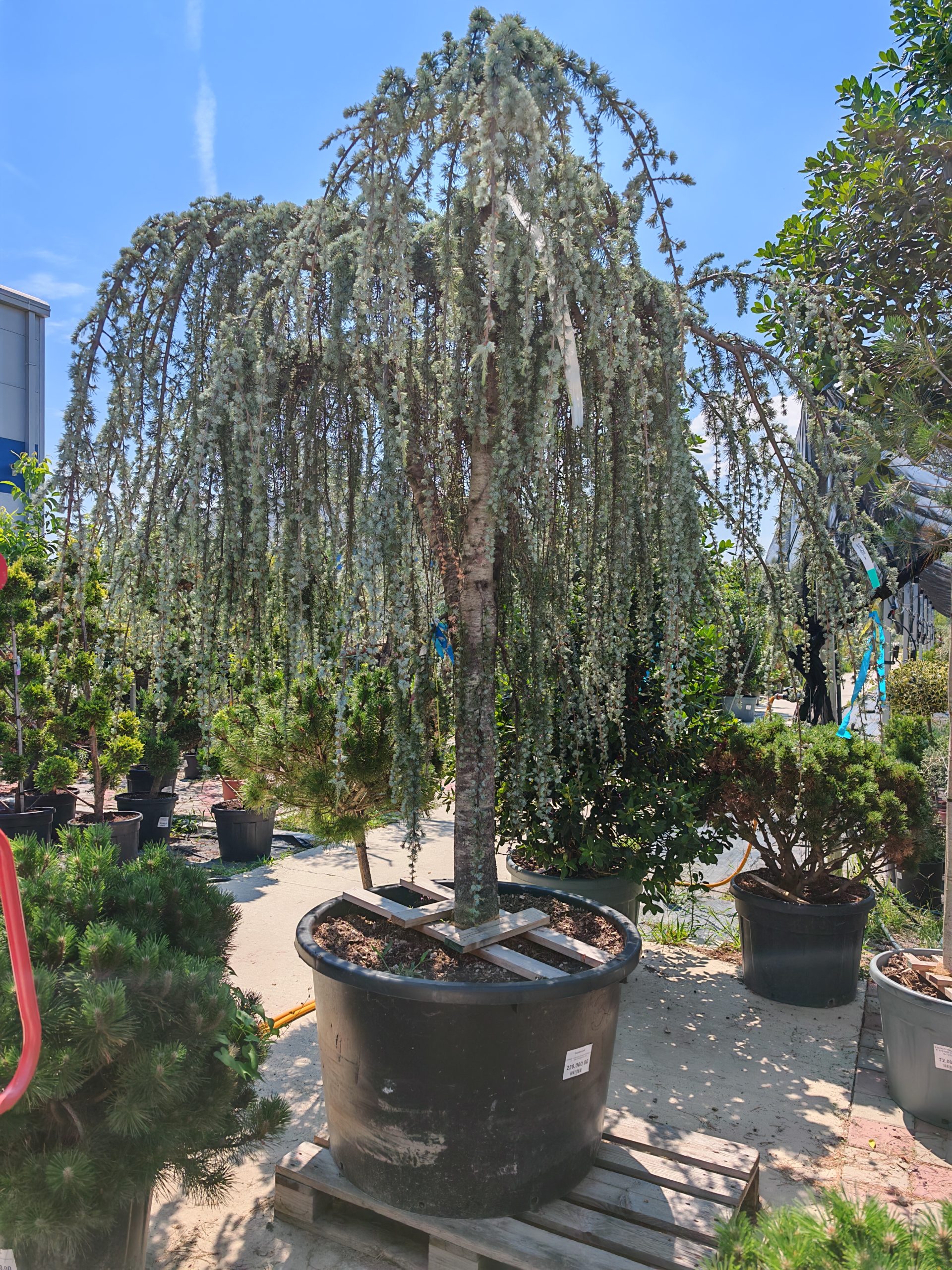 CEDRUS ATLANTICA GLAUCA PENDULA CLT. 290 FONTANA SU M/F - Kedar atlaski plavi Pendula