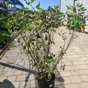 CORNUS ALBA MIRACLE (R) CLT. 10 - Dren Miracle