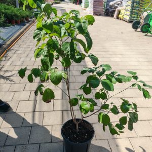 CORNUS FLORIDA RUBRA CLT. 5 - Dren cvetni Rubra (dren)