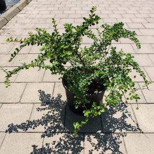 COTONEASTER HORIZONTALIS CLT. 10 - Dunjarica Horizontalis