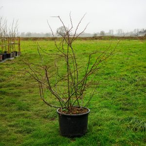 CHAENOMELES [CYDONIA] SPECIOSA RUBRA CLT. 15 - Dunja ukrasna Rubra