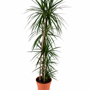 DRACAENA MARGINATA 5PP