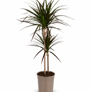 DRACAENA MARGINATA 4PP 27