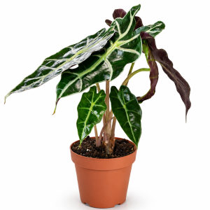 Alocasia Polly