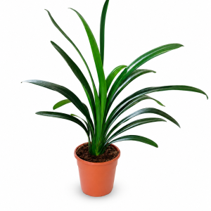 CLIVIA MINIATA