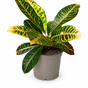 Codiaeum Petra 17/50
