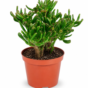 CRASSULA OVATA 21