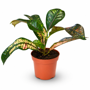 CROTON 13