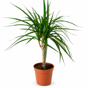 DRACAENA MARGINATA 17 -30