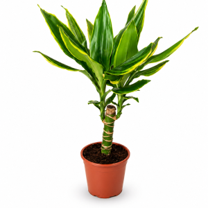 DRACAENA GOLDEN