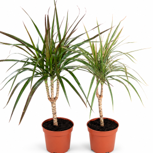 DRACAENA MARGINATA