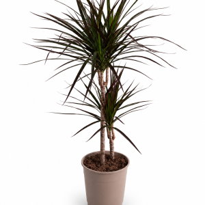 DRACENA