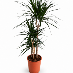 DRACENA 21 60-30-15