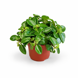 Peperomia