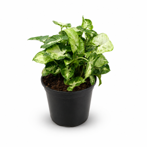 Syngonium mix