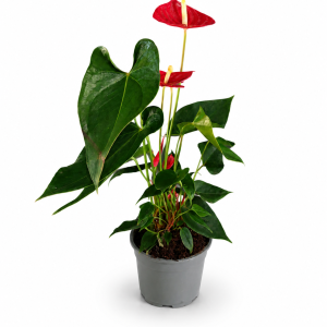 Anthurium Madural 17/60