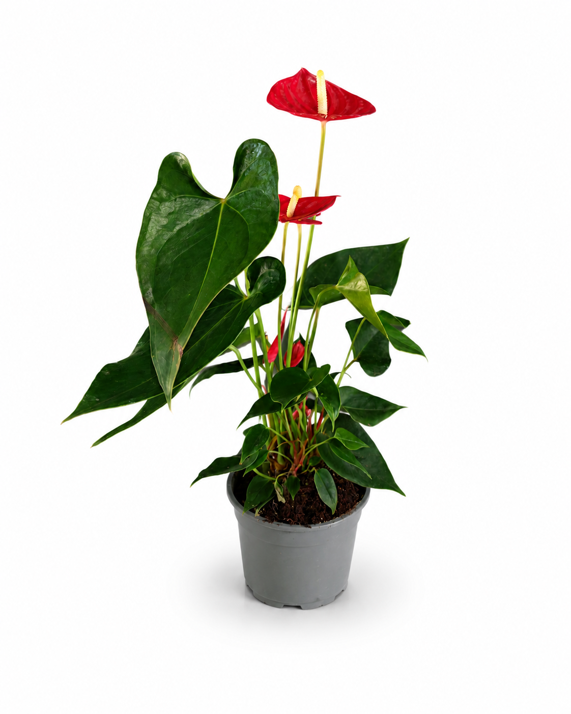 Anthurium Madural 17/60