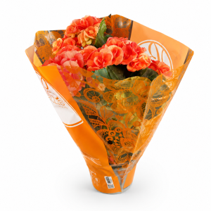 Begonia el. Mix 13/35
