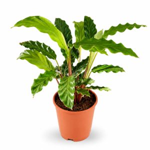 CALATHEA MIXED