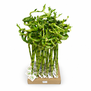 Dracaena Lucky Bamboo Spiral - Srećni bambus