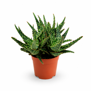 ALOE VERA 10.5